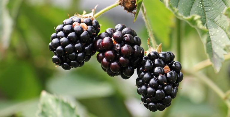 Organic Food for Gut Health: Clean Eating Tips for a Healthy Diet, Weight Loss, and Better Nutrition