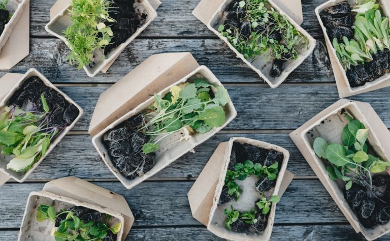 Organic Meal Prep for Weight Loss: Clean Eating Ideas for a Healthy Week