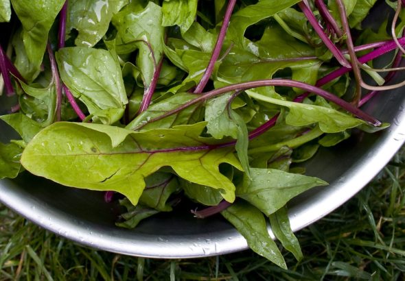Organic Food for Gut Health: A Clean Eating Guide to Better Digestion and Healthy Weight Loss
