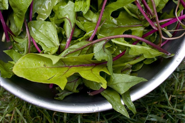Organic Food for Gut Health: A Clean Eating Guide to Better Digestion and Healthy Weight Loss
